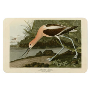 Magnet Flexible Avocet américain d'Audubon's Birds of America