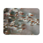 Magnet Flexible Avoine Mûre (Avena Sativa) Gros Plan. Ceres, Bolan (Horizontal)