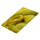 Magnet Flexible Awesome Yellow Burmese Python (Côté Gauche)