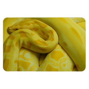 Magnet Flexible Awesome Yellow Burmese Python