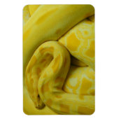 Magnet Flexible Awesome Yellow Burmese Python (Vertical)