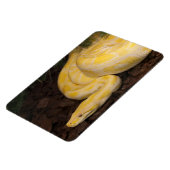 Magnet Flexible Awesome Yellow Burmese Python (Côté Gauche)