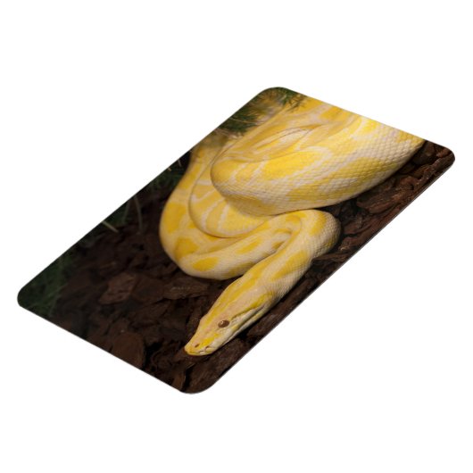 Magnet Flexible Awesome Yellow Burmese Python (Côté Gauche)