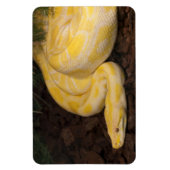Magnet Flexible Awesome Yellow Burmese Python (Vertical)