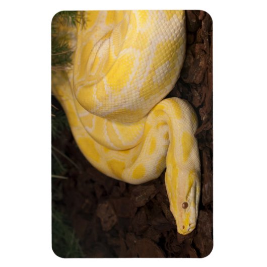 Magnet Flexible Awesome Yellow Burmese Python (Vertical)