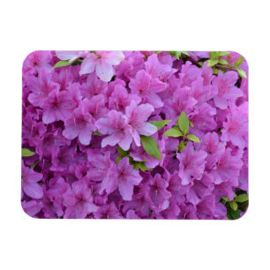 Magnet Flexible Azalées du printemps rose