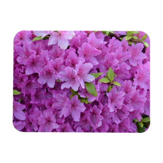 Magnet Flexible Azalées du printemps rose (Horizontal)