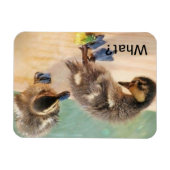 Magnet Flexible Baby Ducks regarde quoi ? (Horizontal)