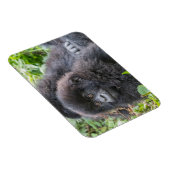 Magnet Flexible Baby Mountain Gorilla (Côté Droit)