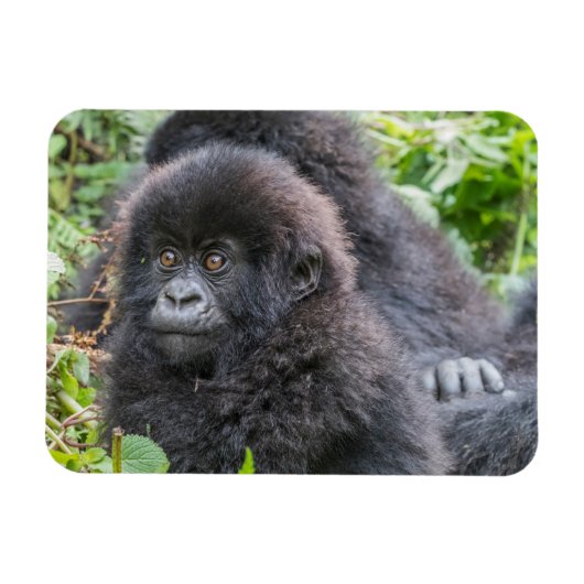 Magnet Flexible Baby Mountain Gorilla (Horizontal)