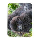 Magnet Flexible Baby Mountain Gorilla (Vertical)