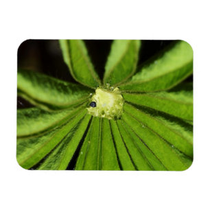 Magnet Flexible Baby Palm Plante par Shirley Taylor