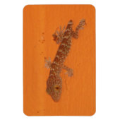 Magnet Flexible Baby Tokay Gecko (Vertical)