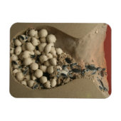 Magnet Flexible Baby Turtle Hatching (Horizontal)