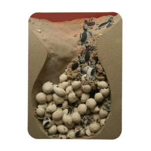 Magnet Flexible Baby Turtle Hatching