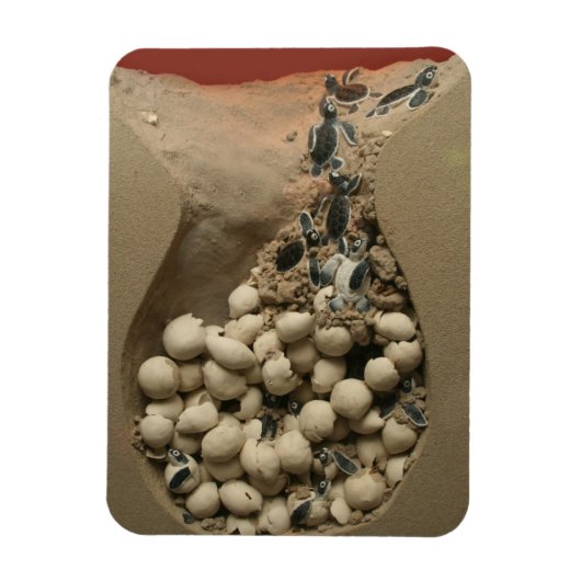 Magnet Flexible Baby Turtle Hatching (Vertical)