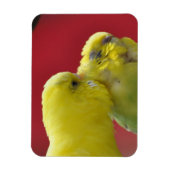 Magnet Flexible Baisez les Budgies ! (Vertical)