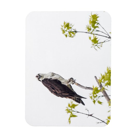 Magnet Flexible Balbuzard fixe (Vertical)