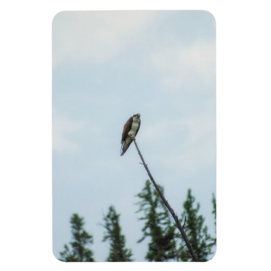 Magnet Flexible Balbuzard pêcheur 9028 (Vertical)