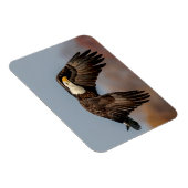 Magnet Flexible Bald Eagle en vol (Côté Droit)