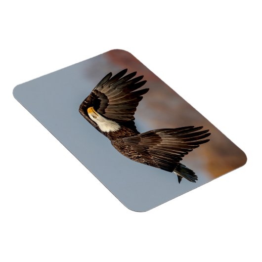Magnet Flexible Bald Eagle en vol (Côté Droit)