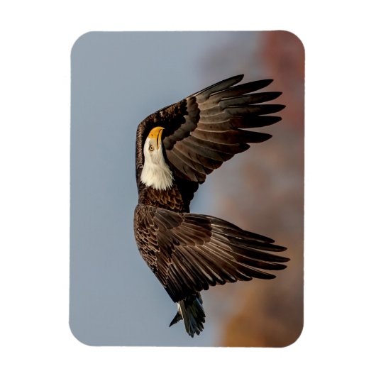 Magnet Flexible Bald Eagle en vol (Vertical)