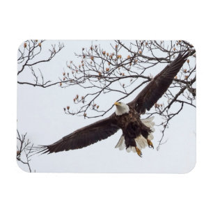 Magnet Flexible Bald Eagle Étalon