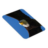 Magnet Flexible Bald Eagle Flyby Up Close (Côté Droit)