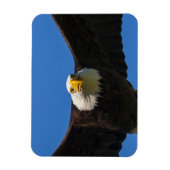 Magnet Flexible Bald Eagle Flyby Up Close (Vertical)