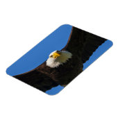 Magnet Flexible Bald Eagle Flyby Up Close (Côté Gauche)