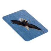 Magnet Flexible Bald eagle in flight (Côté Droit)