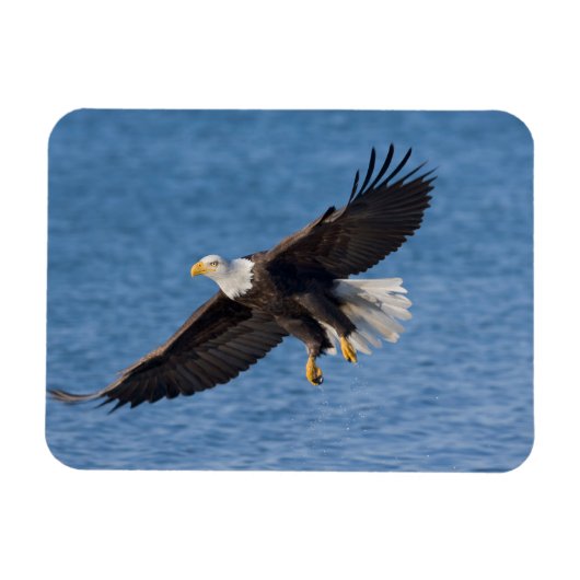 Magnet Flexible Bald eagle in flight (Horizontal)
