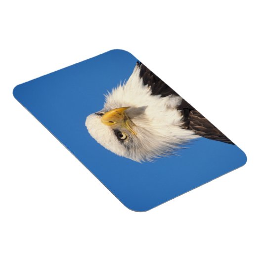 Magnet Flexible Bald Eagle Look (Côté Droit)