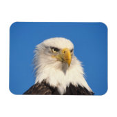 Magnet Flexible Bald Eagle Look (Horizontal)