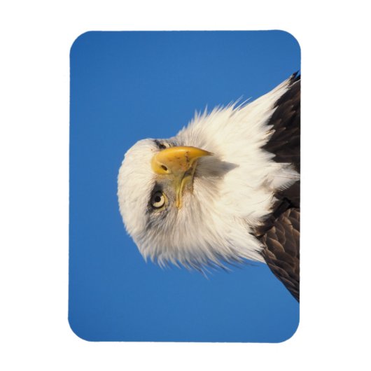 Magnet Flexible Bald Eagle Look (Vertical)