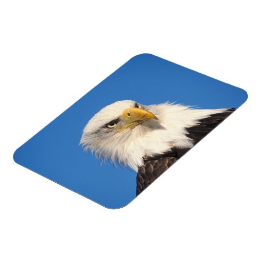 Magnet Flexible Bald Eagle Look (Côté Gauche)