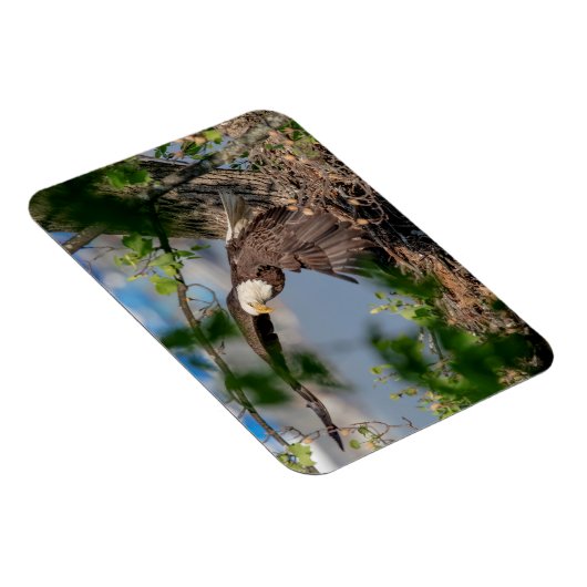 Magnet Flexible Bald Eagle quittant le nid (Côté Droit)