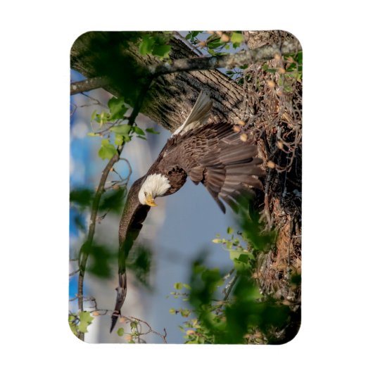 Magnet Flexible Bald Eagle quittant le nid (Vertical)