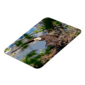 Magnet Flexible Bald Eagle quittant le nid (Côté Gauche)