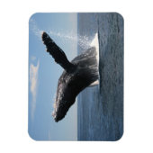 Magnet Flexible Baleine à bosse adulte (Vertical)