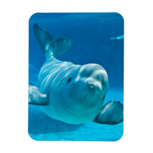 Magnet Flexible Baleine de beluga
