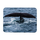 Magnet Flexible Baleine de Sperm (Horizontal)