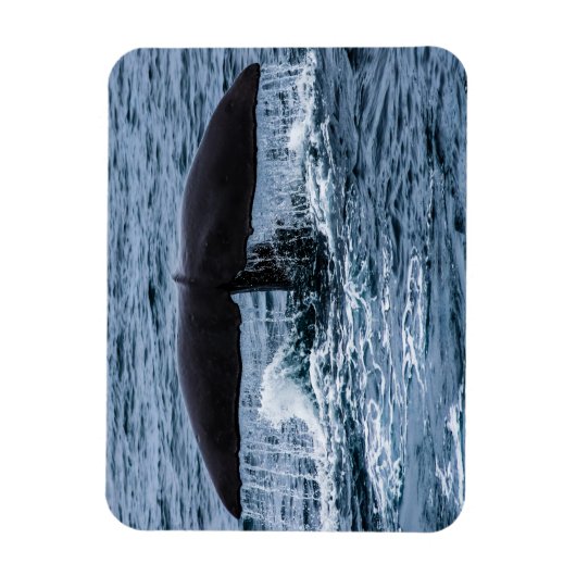 Magnet Flexible Baleine de Sperm (Vertical)