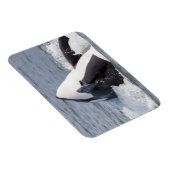 Magnet Flexible Baleine d'Orca (Côté Droit)