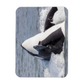 Magnet Flexible Baleine d'Orca (Vertical)