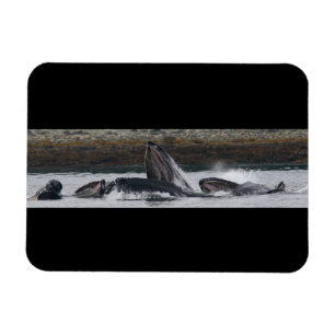 Magnet Flexible Baleines à bosse se nourrissant