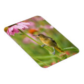 Magnet Flexible Baltimore Oriole (Côté Droit)