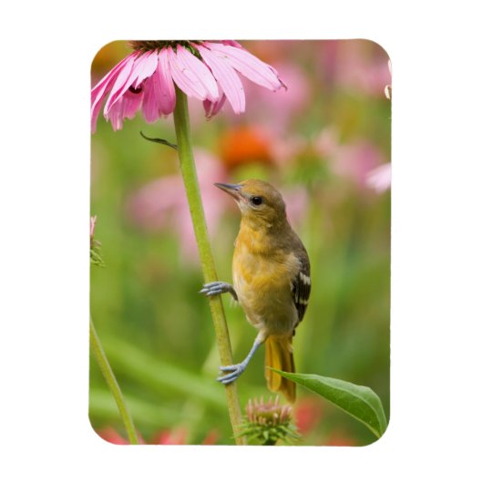 Magnet Flexible Baltimore Oriole (Vertical)