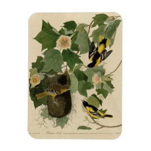 Magnet Flexible Baltimore Oriole - d'Audubon's Birds of America
