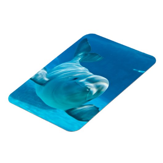 Magnet Flexible Baluga (Côté Gauche)